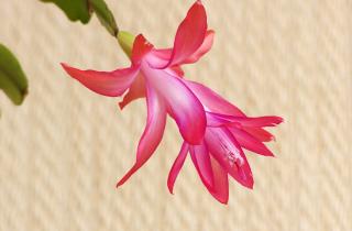 Прищипка рождественского кактуса усиливает ветвление