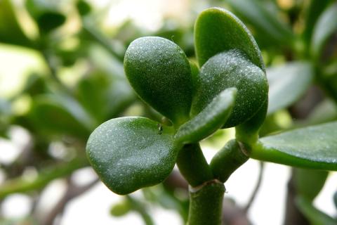 Денежное дерево сбрасывает листья при резких перепадах температуры — ботаники Денежное дерево сбрасывает листья при резких перепадах температуры — ботаники