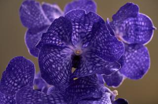 Как только листья начали вянуть — ставлю миску с водой рядом: орхидея оживает за сутки, будто в джунглях