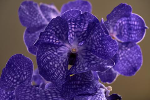 Как только листья начали вянуть — ставлю миску с водой рядом: орхидея оживает за сутки, будто в джунглях