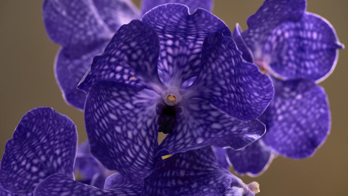 Орхидея Ванда