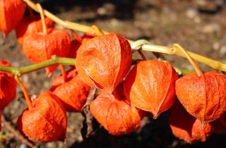 Овощные сорта физалиса расширяют кулинарные возможности дачников — агроном