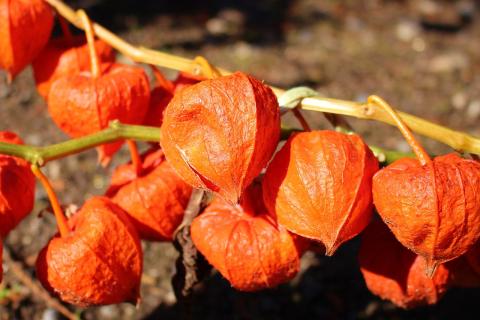 Овощные сорта физалиса расширяют кулинарные возможности дачников — агроном