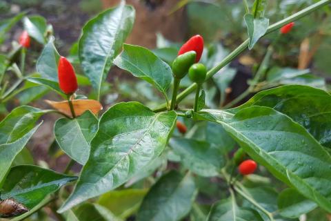 Выращиваю перец прямо на подоконнике — теперь магазинный даже не беру: вкус не сравнить