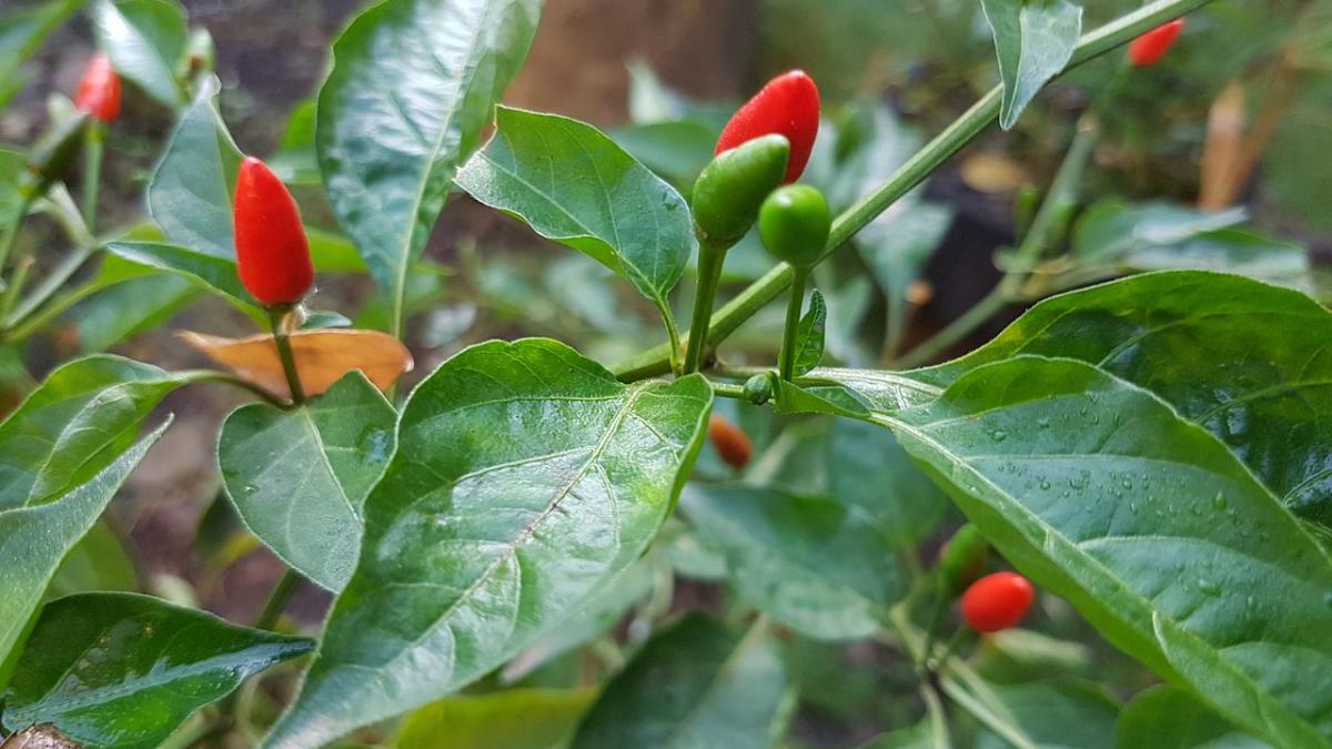 Острый перец