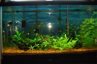 Грунт влияет на жесткость воды в аквариуме — эксперт