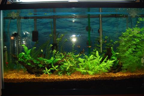 Грунт влияет на жесткость воды в аквариуме — эксперт