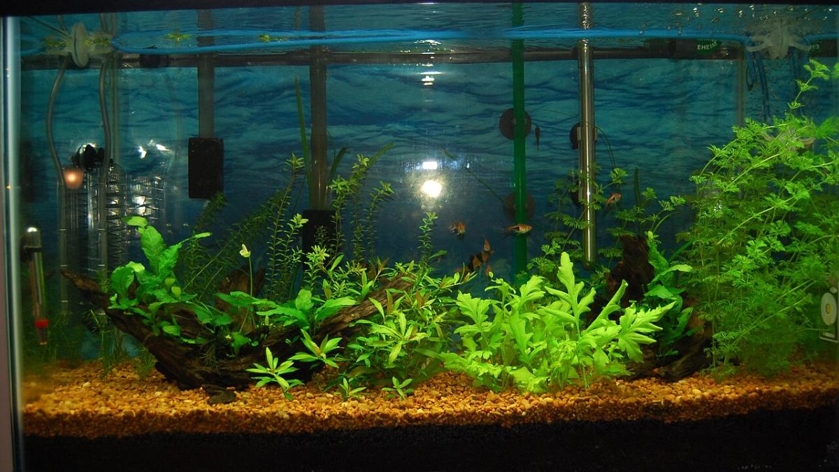 Аквариум