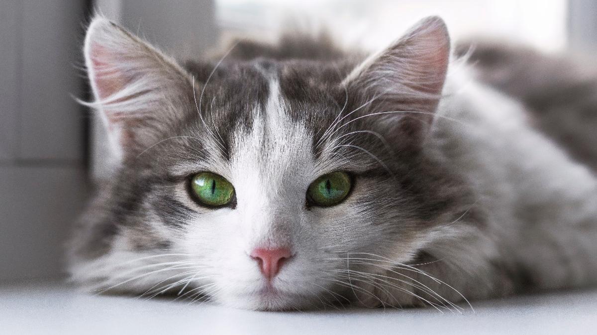 Кот Кот