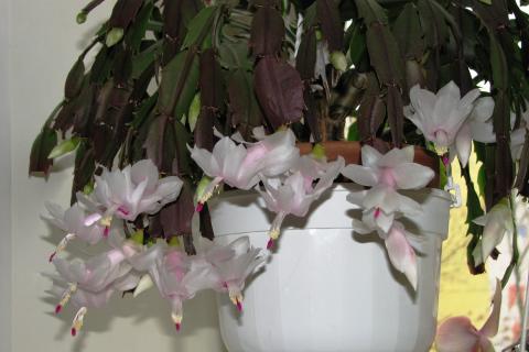 Пёстрые побеги сорта карнавал сохраняют окраску при рассеянном свете