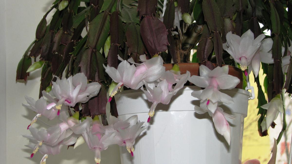 Шлюмбергера