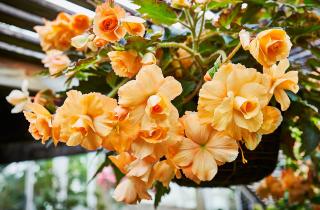 Клубневые бегонии требуют периода покоя с ноября по февраль — Ольга Дмитриева