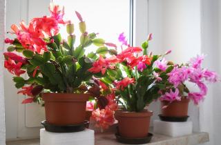 Запах ударил в нос — не паникуй: эти цветы без аромата дадут ту же красоту, но без слёз