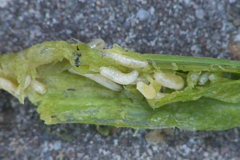 Профилактика луковой мухи требует своевременного применения солевого раствора — эксперт