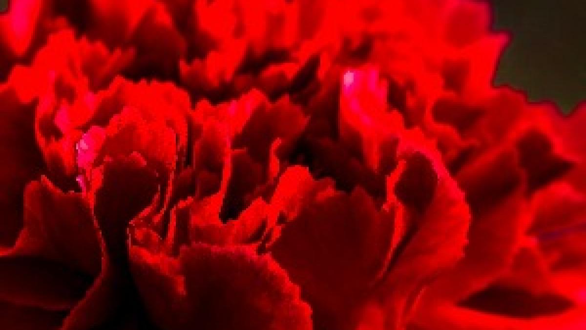 Red Carnation (31600602638) Red Carnation (31600602638)