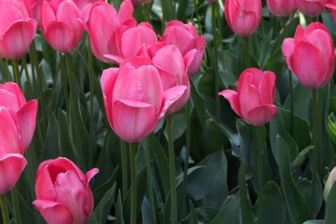 Тюльпаны дома сохраняют свежесть дольше при холодной воде — флорист Алла Николаева