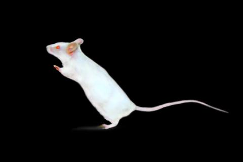 Мимика мышей раскрывает их стратегии принятия решений