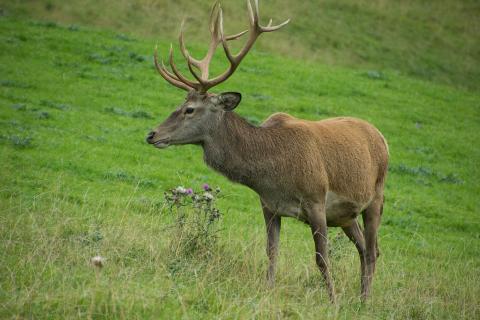 National Trust for Scotland начал отстрел оленей в Хайлендсе для защиты лесов
