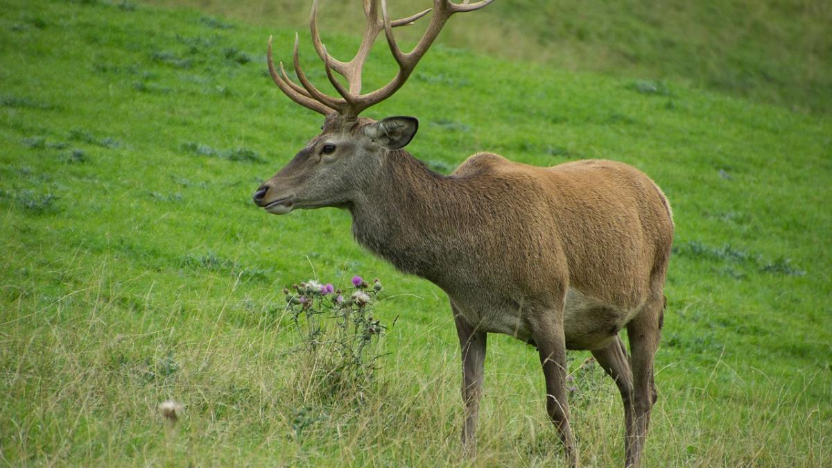 Олень Олень