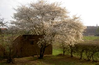 Янтарные капли на коре сигнализируют о стрессе дерева — садоводы