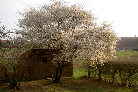 Янтарные капли на коре сигнализируют о стрессе дерева — садоводы