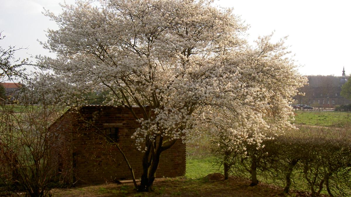 Ирга Ламарка