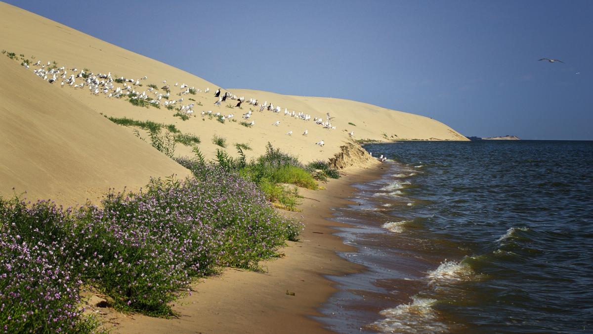 Берег Куршского залива Берег Куршского залива