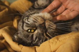 Кошки распознают эмоции по голосу и языку тела — Le mag du chat