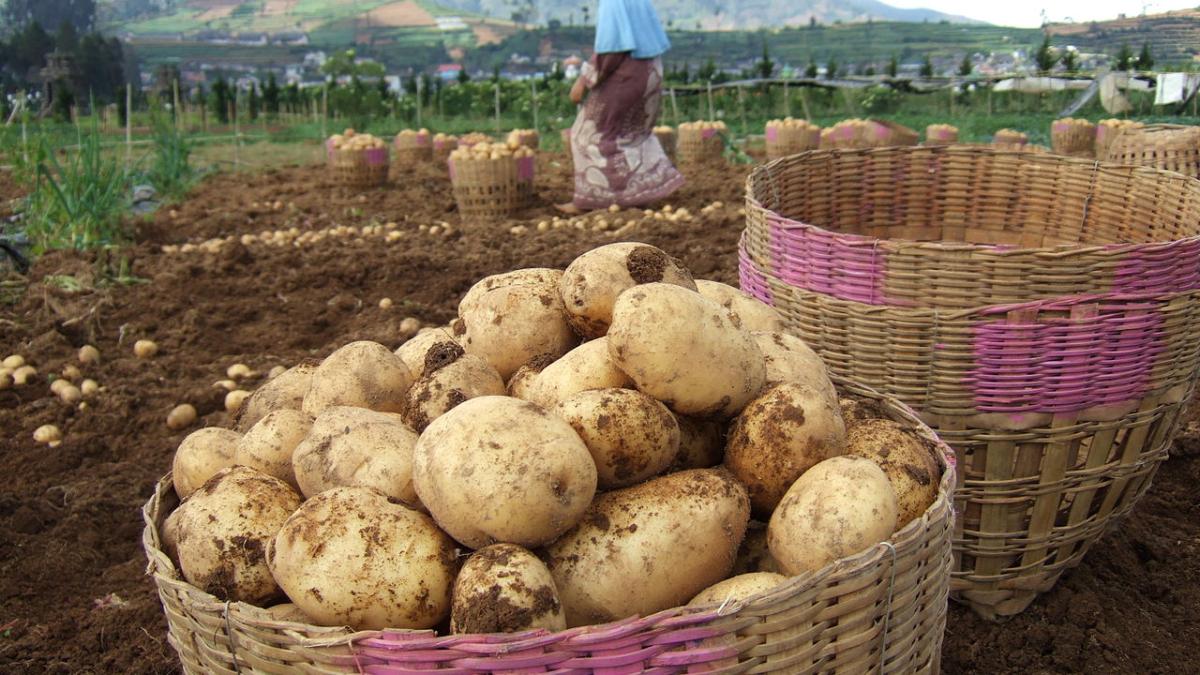 Урожай картофеля Урожай картофеля