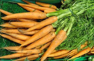 Посадка моркови весной без навоза и золы предотвращает деформацию урожая — агрономы