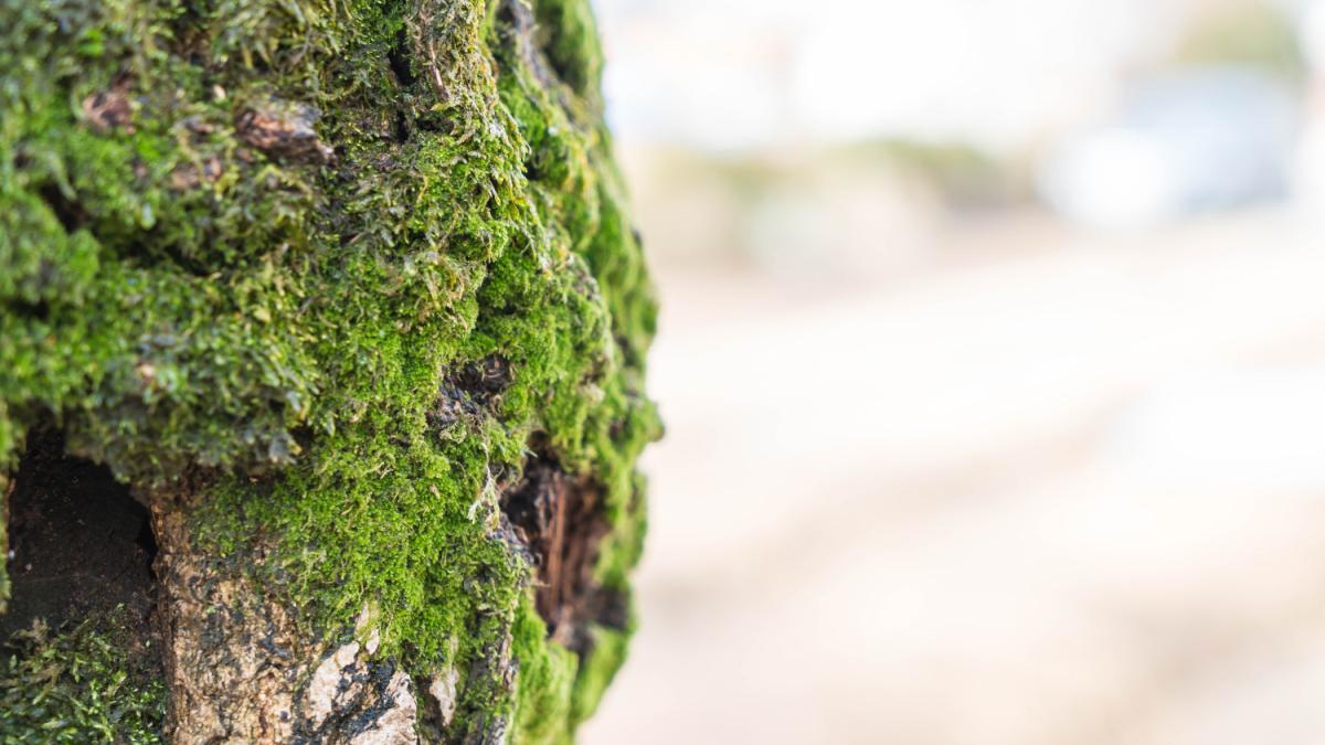 Мох на дереве