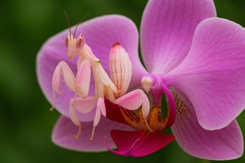 Правильный полив определяет здоровье орхидей — цветоводы