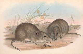 Министр экологии Австралии: в парке Костюшко вновь замечен редкий потору