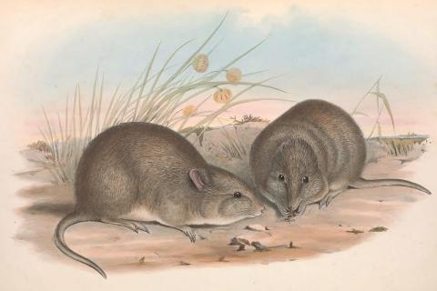 Министр экологии Австралии: в парке Костюшко вновь замечен редкий потору