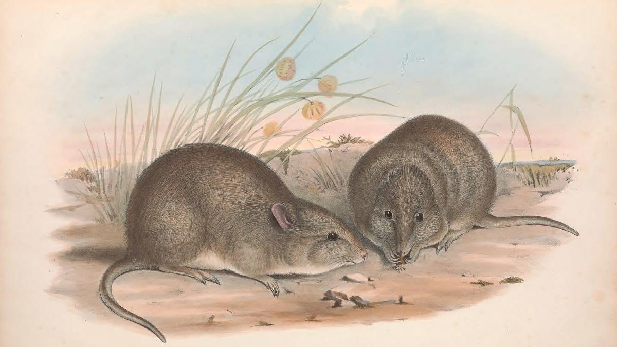 Длинноногий потору Длинноногий потору