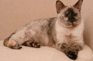 Кошки обхватывают руку и пинают задними лапами из-за охотничьего инстинкта — этологи