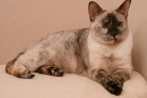 Кошки обхватывают руку и пинают задними лапами из-за охотничьего инстинкта — этологи