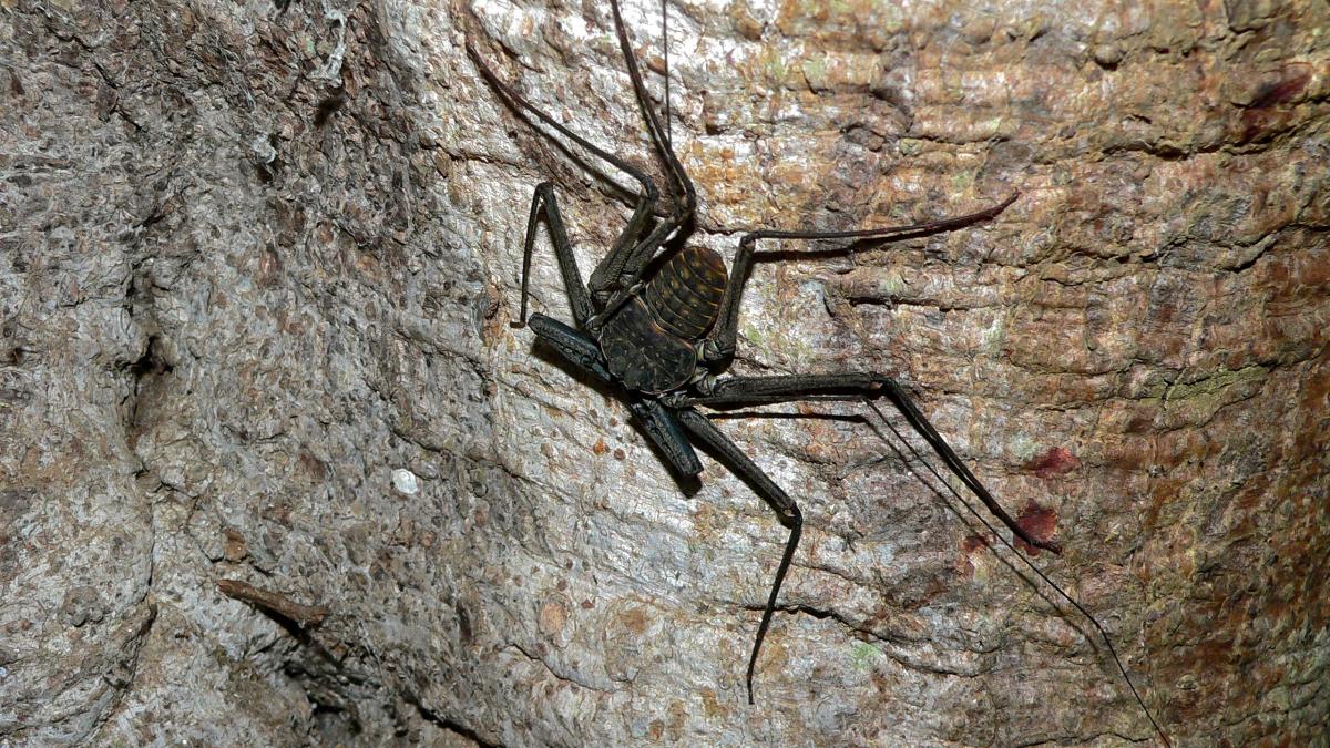 Пещерный паук