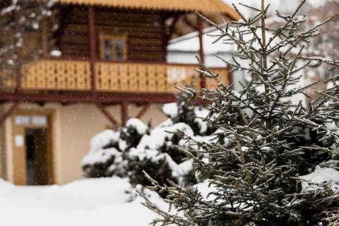 Спил после обрезки повышает риск заражения дерева грибками — Антонов сад