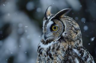 ИИ выявил, что совы чаще выбирают пригороды для жизни — Earth