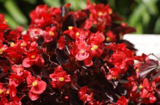 Беру всего три вида — и кашпо выглядит как из журнала: простая формула летнего сада