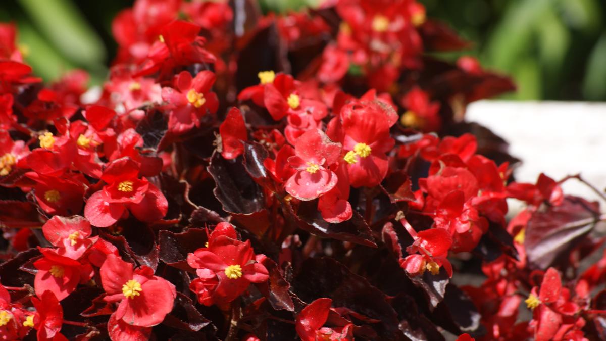 Восковая бегония