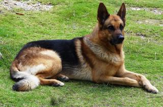 PetMD: скорость немецкой овчарки достигает 30 миль в час при работе