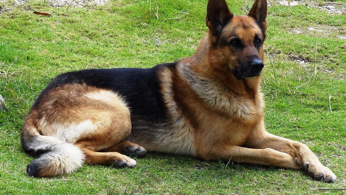 Немецкая овчарка