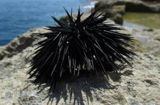 Нервная система морских ежей аналогична мозгу позвоночных — биолог Ульрих-Лютер