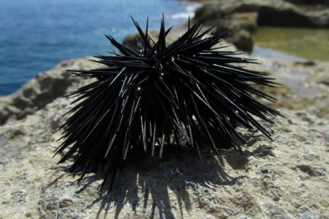 Нервная система морских ежей аналогична мозгу позвоночных — биолог Ульрих-Лютер