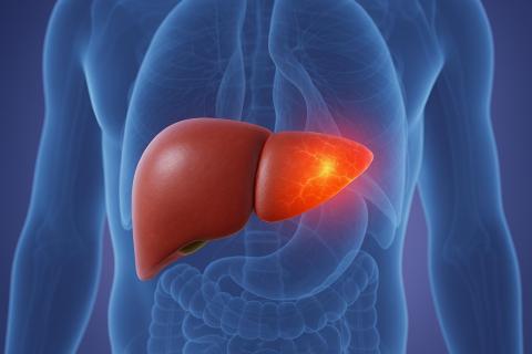 Уровень вредного алкоголя для печени снизили до 7,4 грамма — JAMA