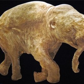 Ученые обнаружили ДНК мамонта и шерстистого носорога на Ямале