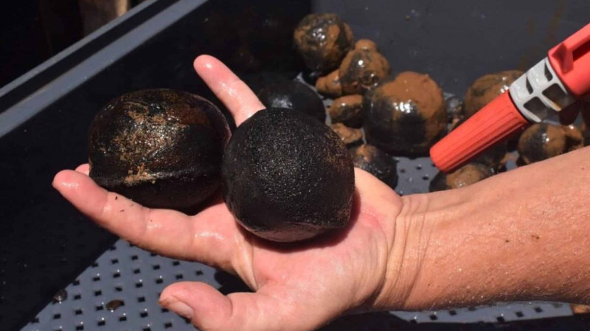 В Тихом океане нашли гигантское месторождение редких металлов