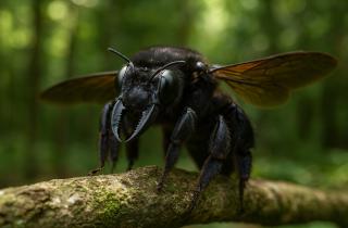 Новый вид пчелы найден в Западной Австралии на хребте Бремер - Кит Прендергаст